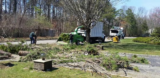 Hedge Trimming Huntington NY: Arbor Tree Trimming